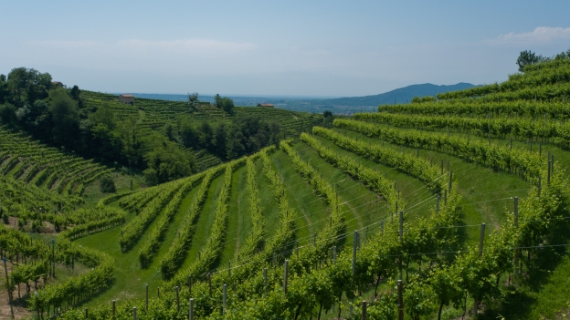 Vineyards near Valdobbiadene (Veneto)