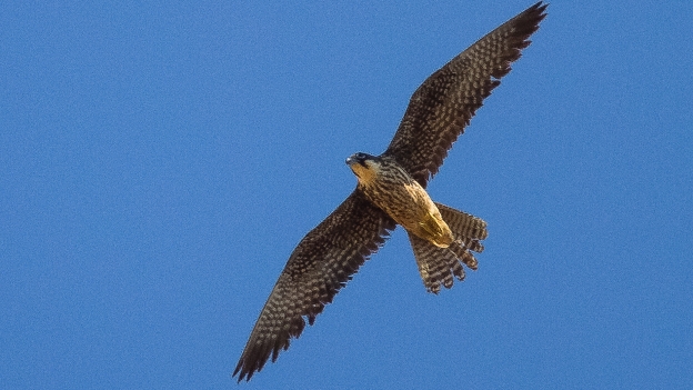 Eleonora Falcon