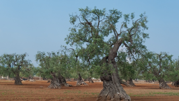 Ancient olive trees in the Puglia countryside