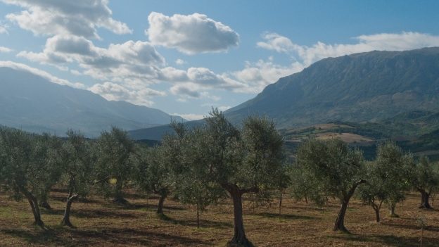 Olive trees (Abruzzo)