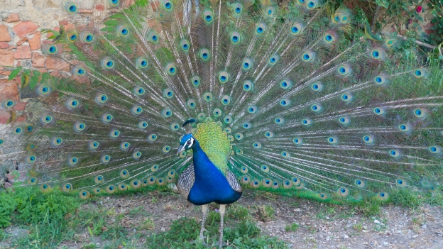 Peacock from the Podere Il Casale