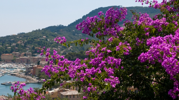 Ligurian coastline and bougainvillea