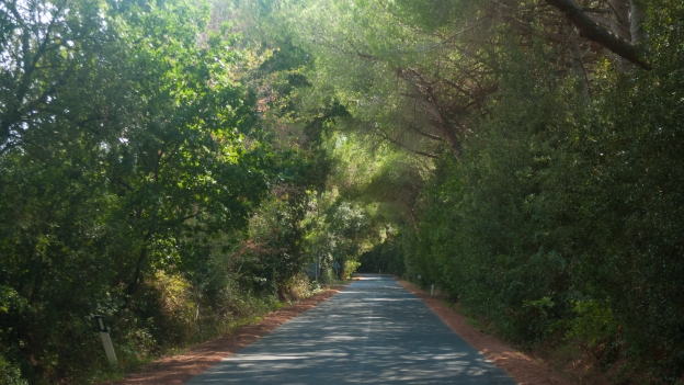 Road near Bolgheri