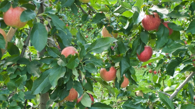 Apple trees in the Südtirol