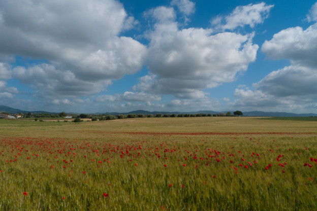Wildflowers in the Lazio countryside