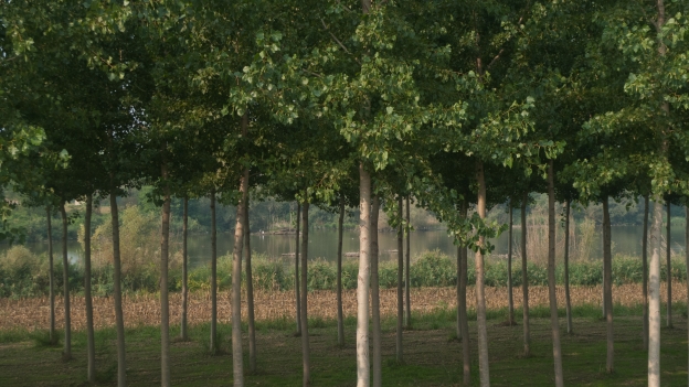Trees on the Po riverside