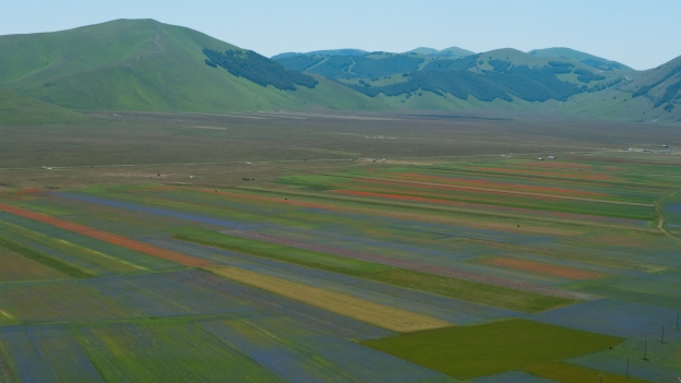 Wildflowers on the  Grand Piano di Castelluccio in the Monti Sibillini