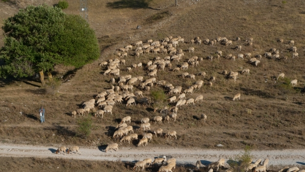 Shepherd in the Gran Sasso national park