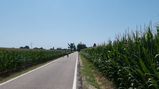 Cyclists riding the Ciclovia Alpe-Adria Radweg (FVG1) though fields of maize south of Udine