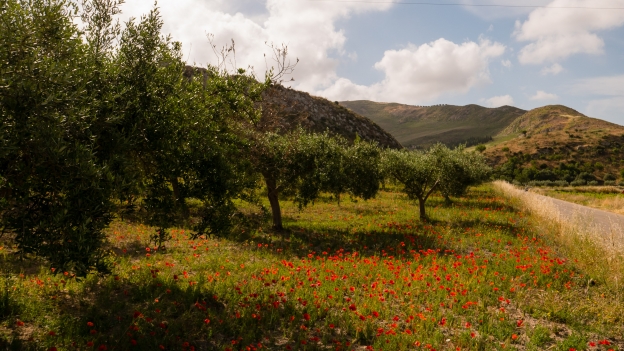 Sicilia - poppies and olive trees