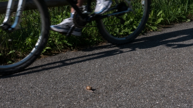 Snail attempts death-defying crossing of the Drauradweg cycleway