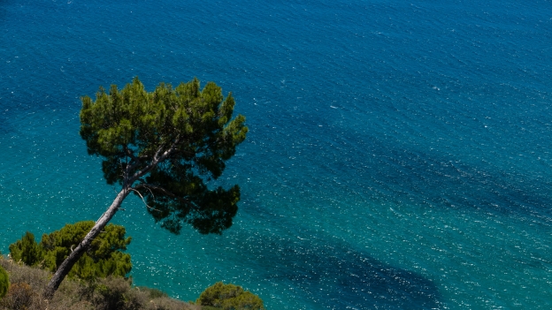Pino marittimo on the Costiera Cilentana near San Nicola a Mare (Campania)