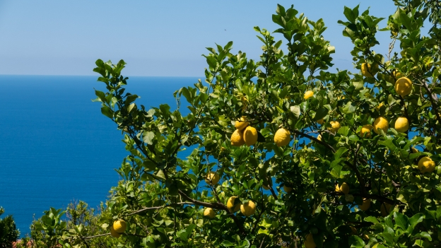 Lemon trees on the Costiera Cilentana near Pisciotta