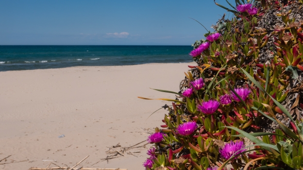 Marina di Sorso: sand dunes