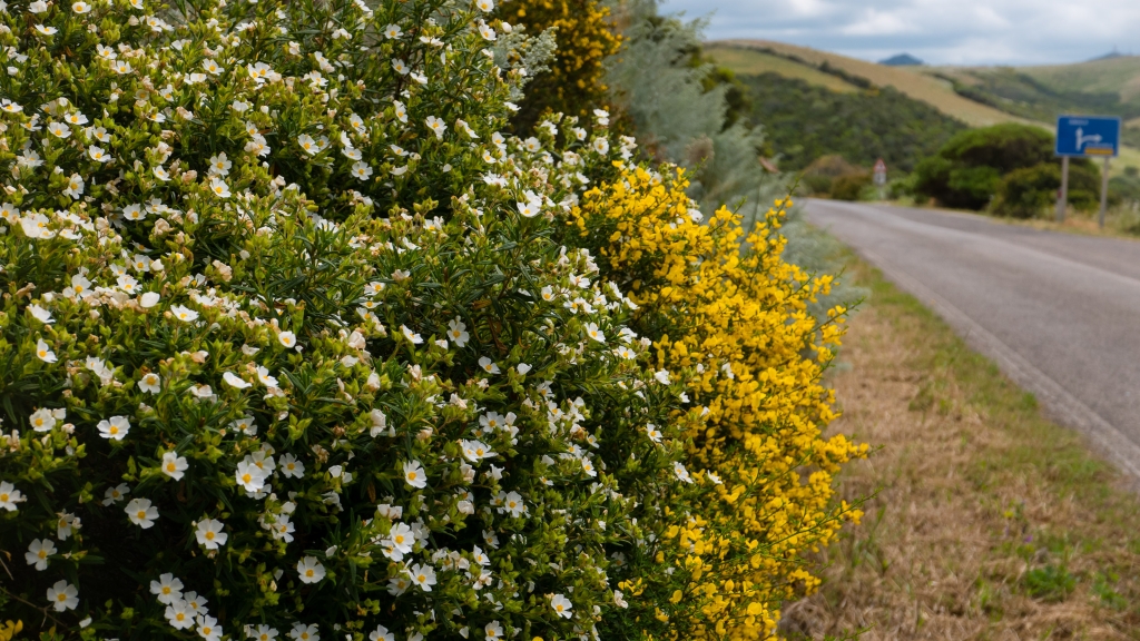 Spring flowers on the road to Alghero