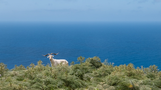 Goat seen from the SP49 coastal road on the way to Bosa