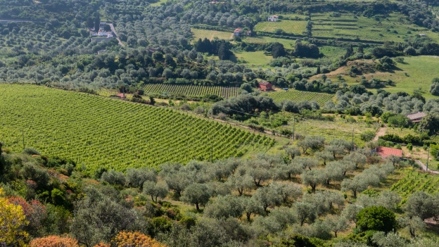 Olive groves and vineyards near Modol - view from the SS129bis