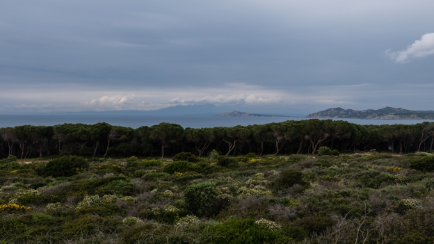 Coastal pineta on the north west coast of Sardegna. The coast of Corsica is in the distance