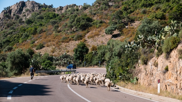 Traffic on the SS125: shepherd with flock on the SS125 near Lotzorai