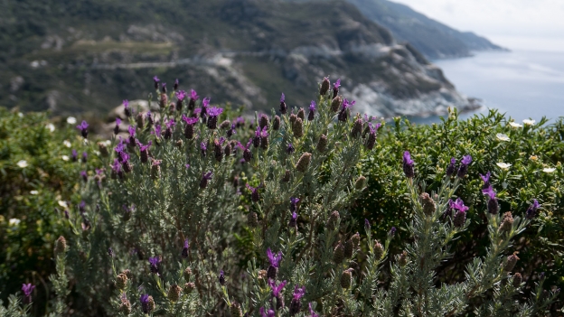 Cap Corse: lavender