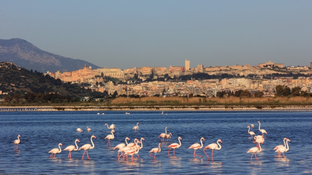 Flamingos in the Stagno di Molentargius park. The city of Cagliari is in the background.
