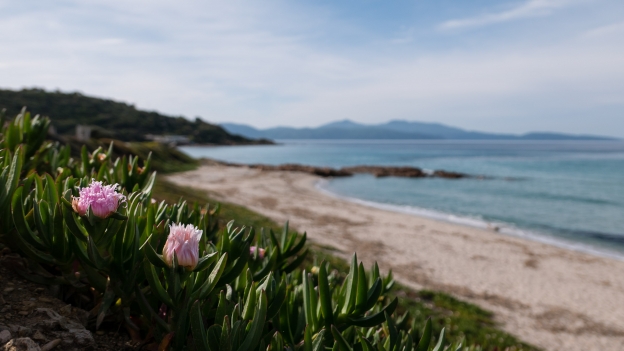 Flowers on the beach